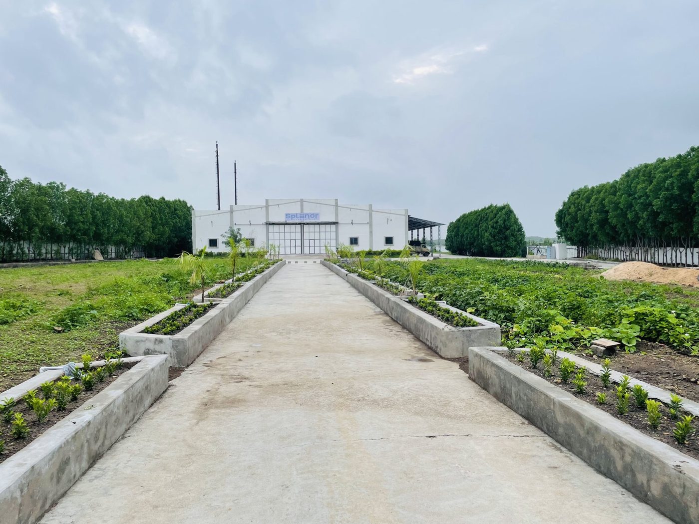 Splenor Starch production